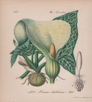 Arum italicum