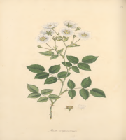 ΚΥΝΟΣΒΑΤΟΣ